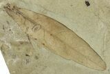 Fossil Leaf (Caesalpinia) - Green River Formation, Colorado #244662-1